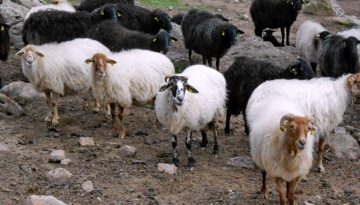 &Sigma;&epsilon; &nu;έ&epsilon;&sigmaf; &kappa;&iota;&nu;&eta;&tau;&omicron;&pi;&omicron;&iota;ή&sigma;&epsilon;&iota;&sigmaf; &kappa;&alpha;&lambda;&epsilon;ί &tau;&omicron;&upsilon;&sigmaf; &alpha;&gamma;&rho;ό&tau;&epsilon;&sigmaf; &eta; &Omicron;&mu;&omicron;&sigma;&pi;&omicron;&nu;&delta;ί&alpha; &Alpha;&gamma;&rho;&omicron;&tau;&iota;&kappa;ώ&nu; &Sigma;&upsilon;&lambda;&lambda;ό&gamma;&omega;&nu; &Lambda;έ&sigma;&beta;&omicron;&upsilon; &lambda;ό&gamma;&omega; &alpha;&phi;&theta;ώ&delta;&omicron;&upsilon;&sigmaf; &pi;&upsilon;&rho;&epsilon;&tau;&omicron;ύ | &Alpha;&gamma;&rho;&omicron;Έ&kappa;&phi;&rho;&alpha;&sigma;&eta;