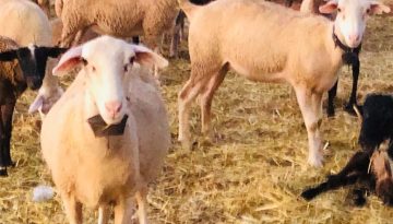 &Mu;ό&nu;&omicron; 4 &alpha;&pi;ό 338 &beta;ά&sigma;&epsilon;&iota; &Omicron;&Pi;&Sigma;&Kappa; &upsilon;&pi;ό&chi;&rho;&epsilon;&epsilon;&sigmaf; &kappa;&tau;&eta;&nu;&omicron;&tau;&rho;&omicron;&phi;&iota;&kappa;έ&sigmaf; &epsilon;&kappa;&mu;&epsilon;&tau;&alpha;&lambda;&lambda;&epsilon;ύ&sigma;&epsilon;&iota;&sigmaf; &pi;&alpha;&rho;ή&gamma;&gamma;&epsilon;&iota;&lambda;&alpha;&nu; &epsilon;&nu;&delta;&omicron;&sigma;&tau;&omicron;&mu;&alpha;&chi;&iota;&kappa;&omicron;ύ&sigmaf; &beta;ώ&lambda;&omicron;&upsilon;&sigmaf; | Agronewsbomb | &Epsilon;&iota;&delta;ή&sigma;&epsilon;&iota;&sigmaf; &kappa;&alpha;&iota; &nu;έ&alpha; &gamma;&iota;&alpha; &alpha;&gamma;&rho;ό&tau;&epsilon;&sigmaf; &kappa;&alpha;&iota; &kappa;&tau;&eta;&nu;&omicron;&tau;&rho;ό&phi;&omicron;&upsilon;&sigmaf;